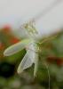 Mantis religiosa